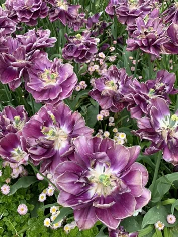 Victoria — Butchart Gardens — an unforgettable perspective