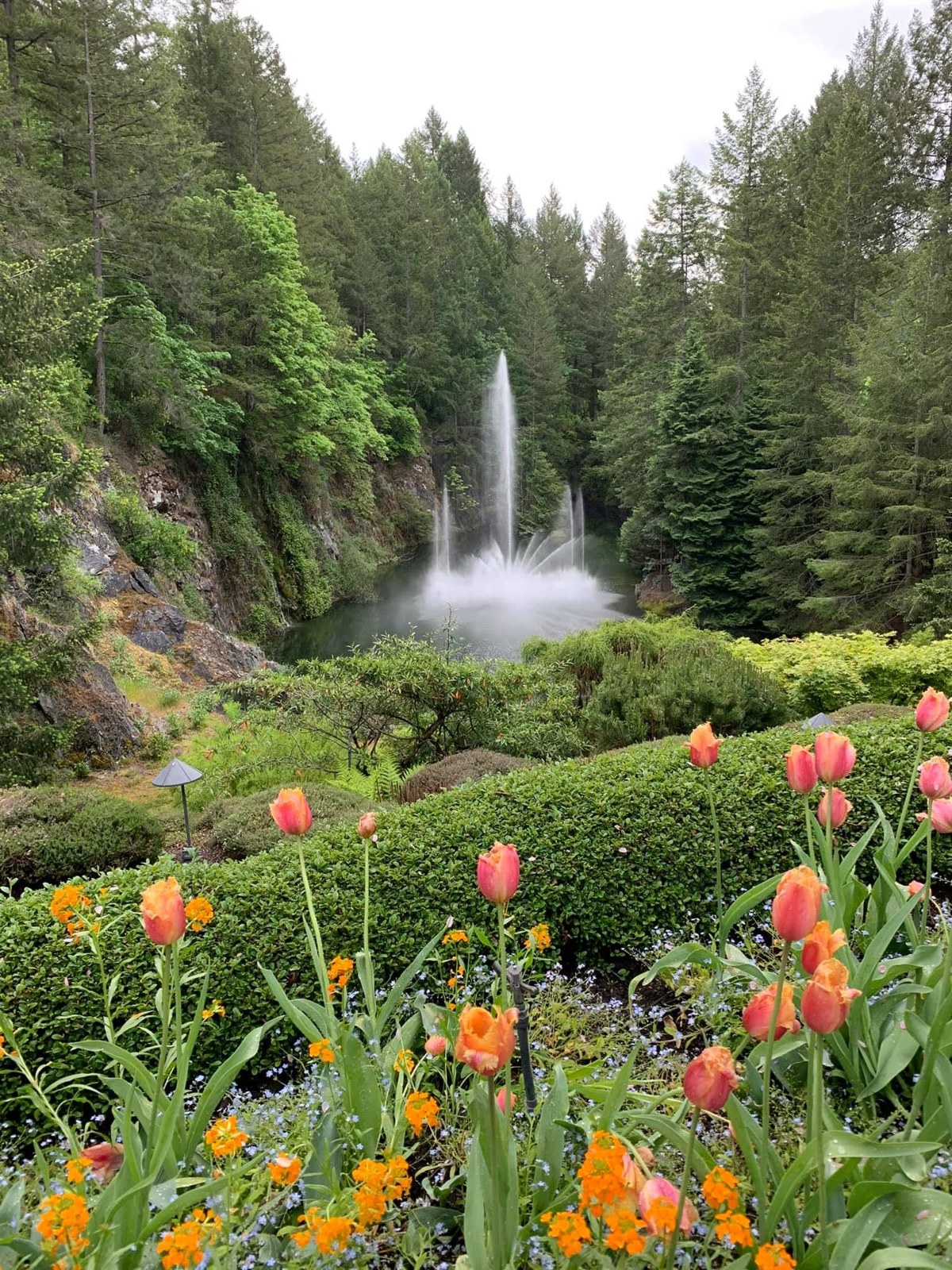 The fountain and spring flowers at The Butchart Gardens in Victoria, Canada
